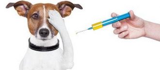 Importancia de la vacunación en perros y gatos