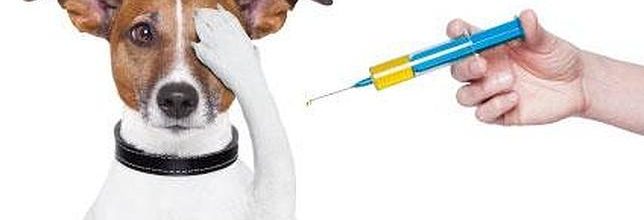 Importancia de la vacunación en perros y gatos