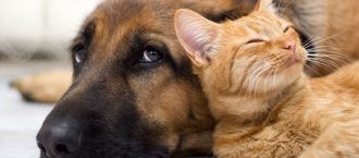 "LEY DE TENENCIA RESPONSABLE DE MASCOTAS" "LEY DE TENENCIA RESPONSABLE DE MASCOTAS"