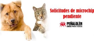 SOLICITUDES DE MICROCHIP PENDIENTES SOLICITUDES DE MICROCHIP PENDIENTES